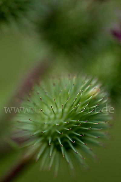 Große Klette (Arctium lappa)