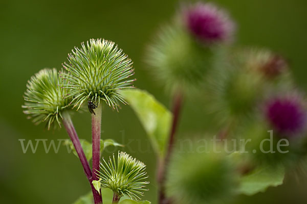 Große Klette (Arctium lappa)