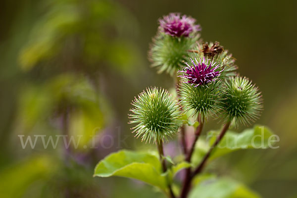 Große Klette (Arctium lappa)