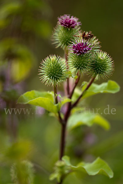 Große Klette (Arctium lappa)