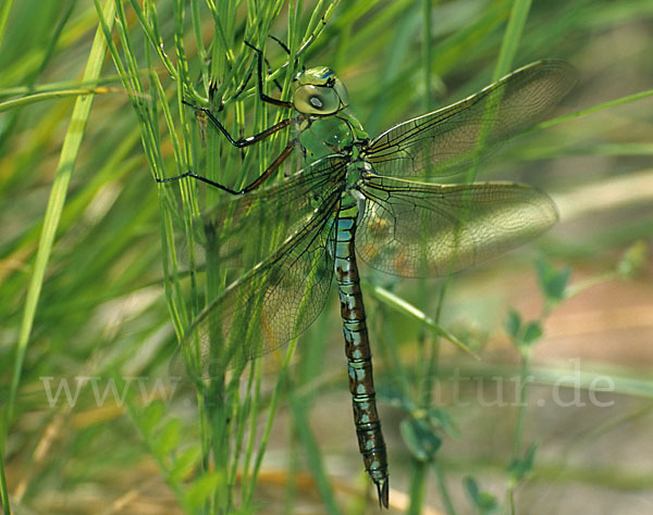 Große Königslibelle (Anax imperator)