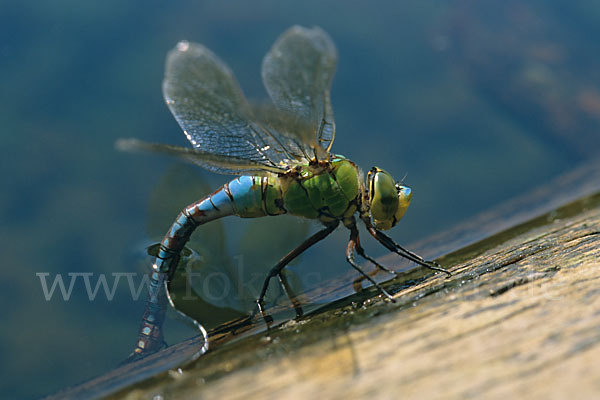 Große Königslibelle (Anax imperator)