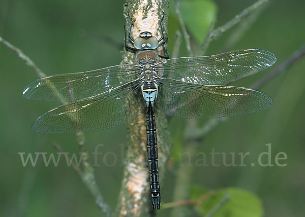 Große Königslibelle (Anax imperator)