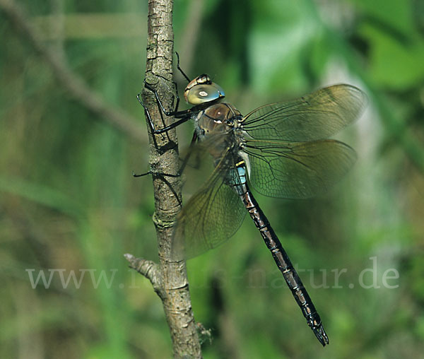 Große Königslibelle (Anax imperator)