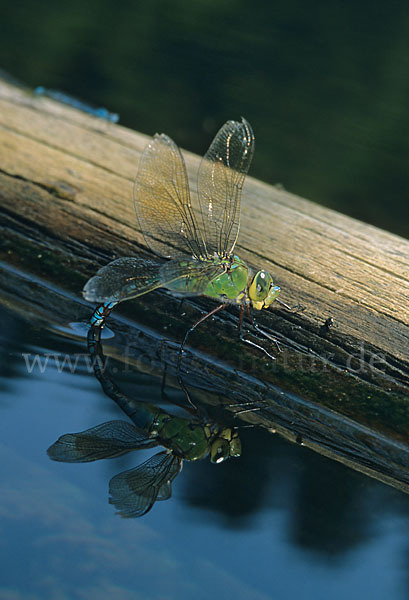 Große Königslibelle (Anax imperator)