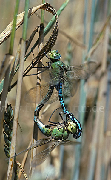 Große Königslibelle (Anax imperator)