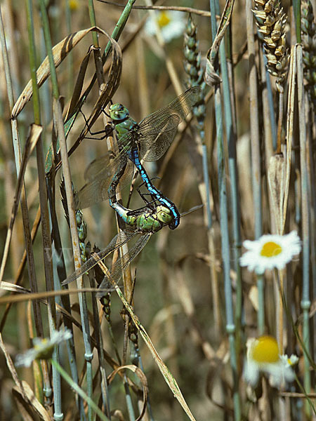 Große Königslibelle (Anax imperator)