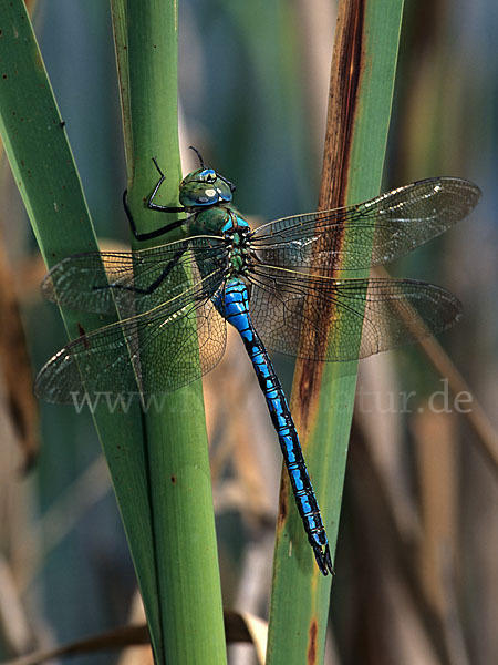 Große Königslibelle (Anax imperator)