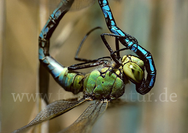 Große Königslibelle (Anax imperator)