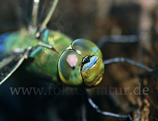 Große Königslibelle (Anax imperator)