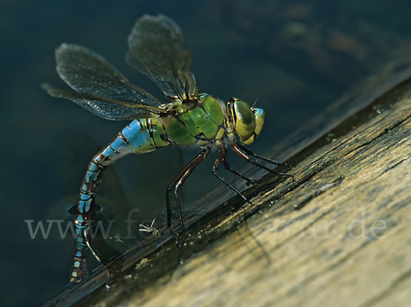 Große Königslibelle (Anax imperator)