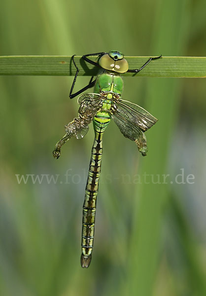 Große Königslibelle (Anax imperator)