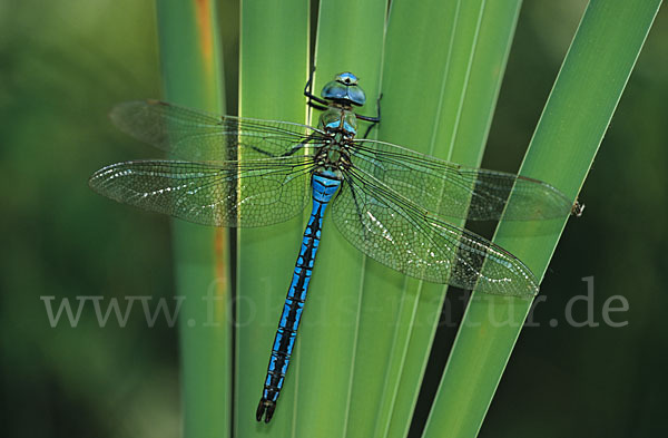 Große Königslibelle (Anax imperator)