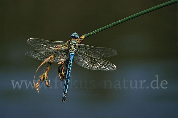 Große Königslibelle (Anax imperator)