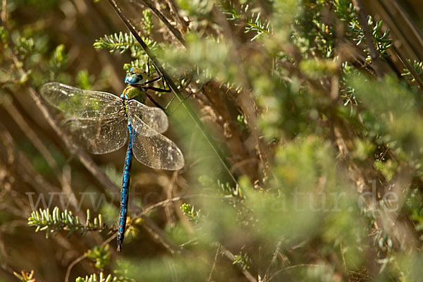 Große Königslibelle (Anax imperator)