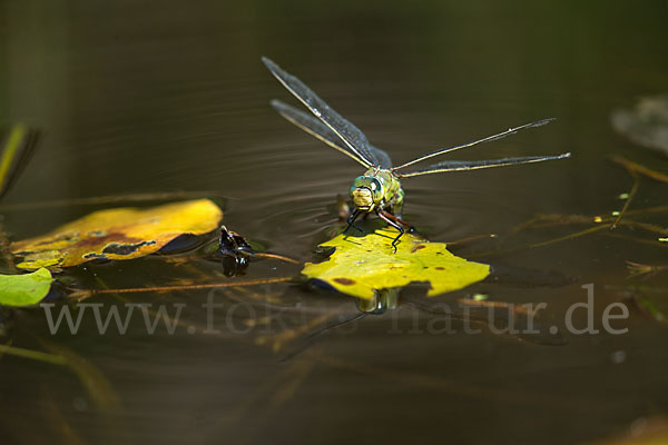 Große Königslibelle (Anax imperator)