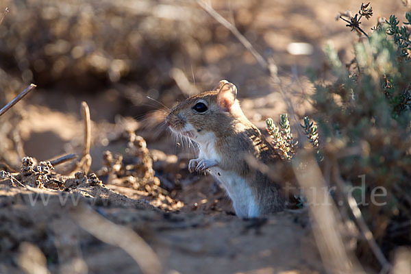 Große Marokkanische Rennmaus (Merionis grandis)