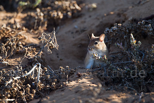 Große Marokkanische Rennmaus (Merionis grandis)