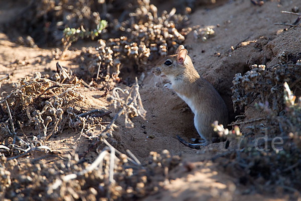 Große Marokkanische Rennmaus (Merionis grandis)