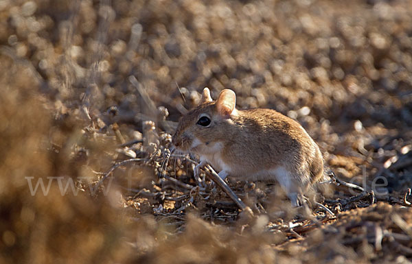 Große Marokkanische Rennmaus (Merionis grandis)