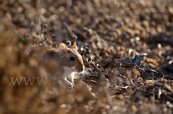 Große Marokkanische Rennmaus (Merionis grandis)