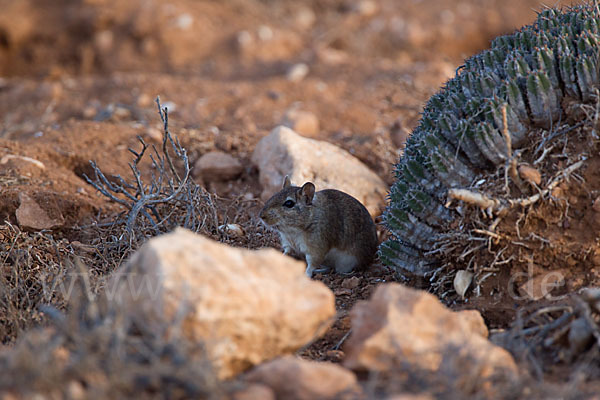 Große Marokkanische Rennmaus (Merionis grandis)