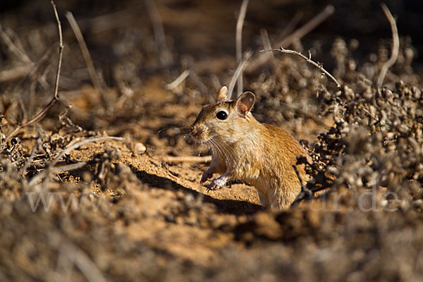 Große Marokkanische Rennmaus (Merionis grandis)