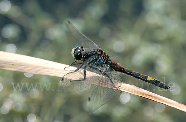 Große Moosjungfer (Leucorrhinia pectoralis)