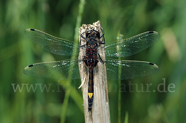 Große Moosjungfer (Leucorrhinia pectoralis)