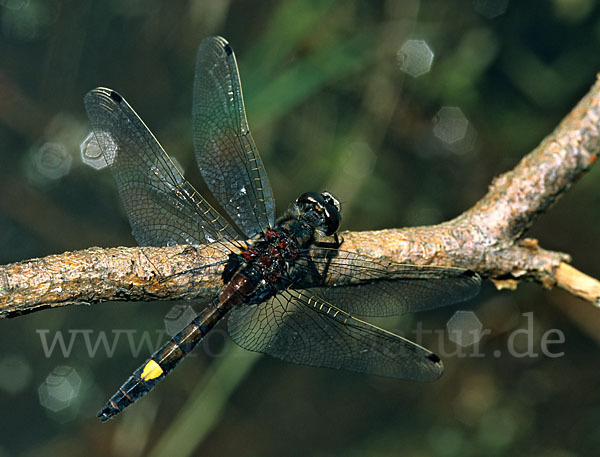 Große Moosjungfer (Leucorrhinia pectoralis)