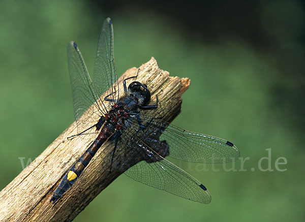 Große Moosjungfer (Leucorrhinia pectoralis)