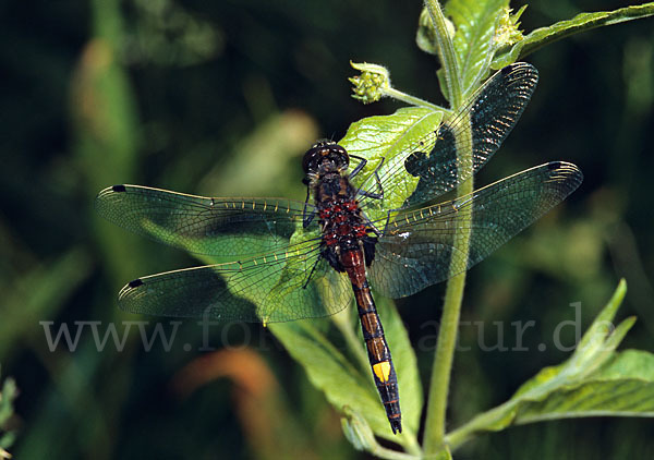 Große Moosjungfer (Leucorrhinia pectoralis)