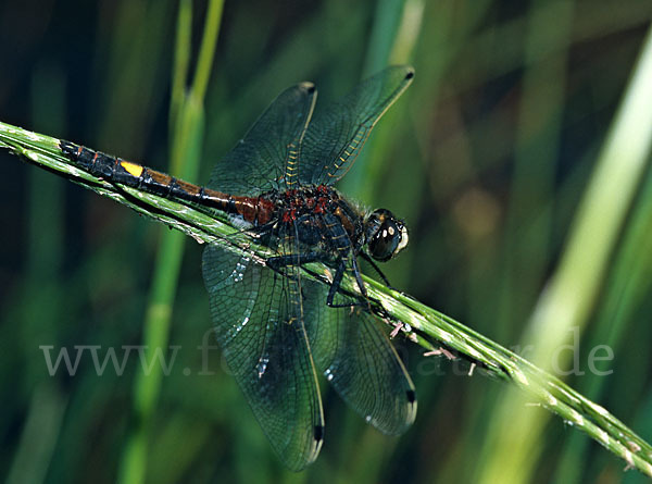 Große Moosjungfer (Leucorrhinia pectoralis)