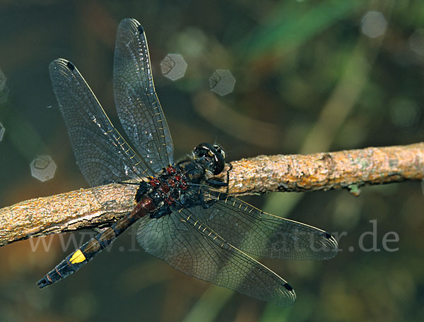 Große Moosjungfer (Leucorrhinia pectoralis)