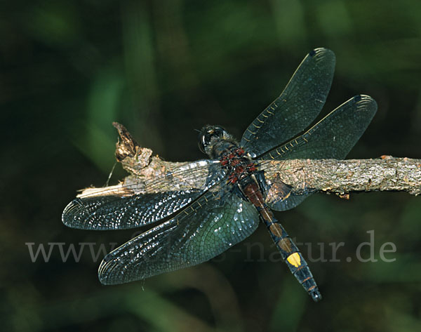 Große Moosjungfer (Leucorrhinia pectoralis)