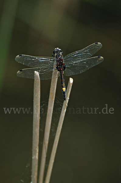 Große Moosjungfer (Leucorrhinia pectoralis)