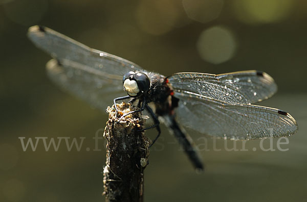 Große Moosjungfer (Leucorrhinia pectoralis)