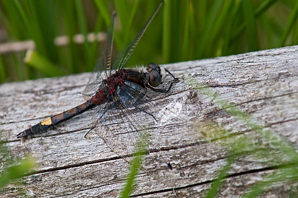 Große Moosjungfer (Leucorrhinia pectoralis)