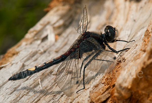 Große Moosjungfer (Leucorrhinia pectoralis)