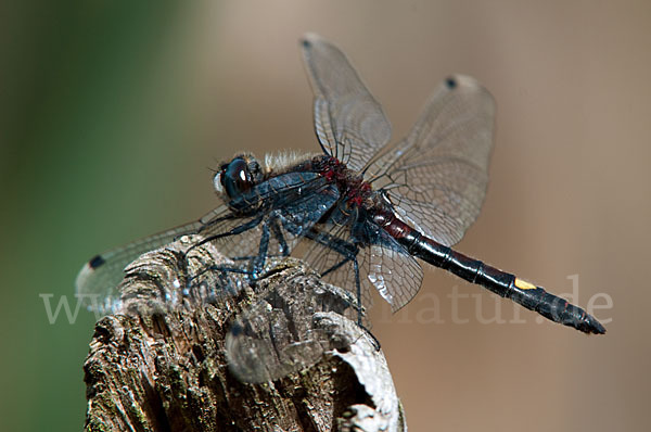 Große Moosjungfer (Leucorrhinia pectoralis)