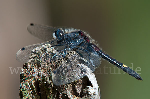 Große Moosjungfer (Leucorrhinia pectoralis)