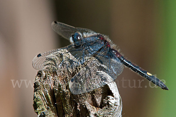 Große Moosjungfer (Leucorrhinia pectoralis)