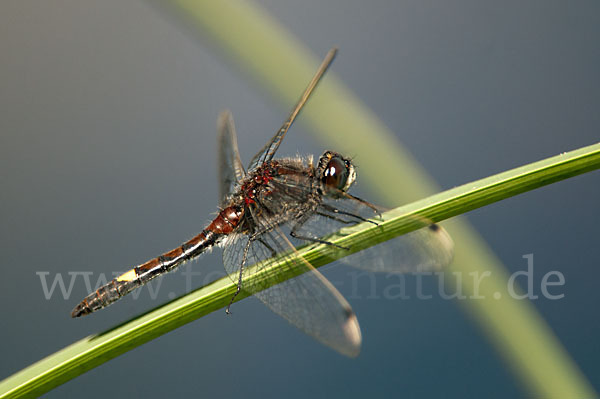 Große Moosjungfer (Leucorrhinia pectoralis)