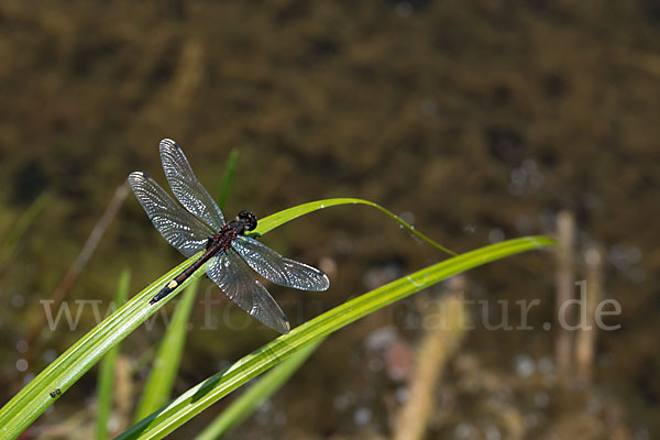 Große Moosjungfer (Leucorrhinia pectoralis)