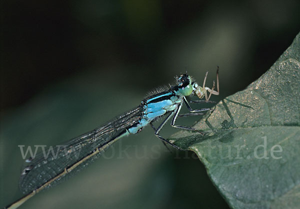 Große Pechlibelle (Ischnura elegans)