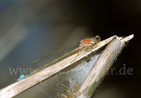 Große Pechlibelle (Ischnura elegans)