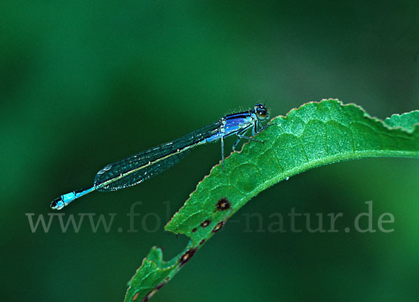 Große Pechlibelle (Ischnura elegans)