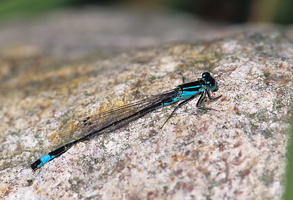 Große Pechlibelle (Ischnura elegans)