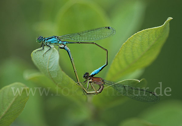 Große Pechlibelle (Ischnura elegans)