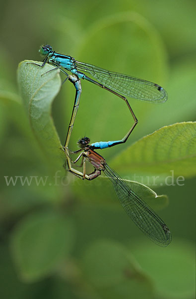 Große Pechlibelle (Ischnura elegans)